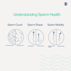 In a healthy sperm sample, a normal sperm count typically ranges from 15 million to 200 million sperm per milliliter of semen. These sperm exhibit robust motility, efficiently navigating toward the egg, and possess a normal morphology, ensuring proper structure and genetic integrity. Abnormal sperm counts may fall below or exceed this range.