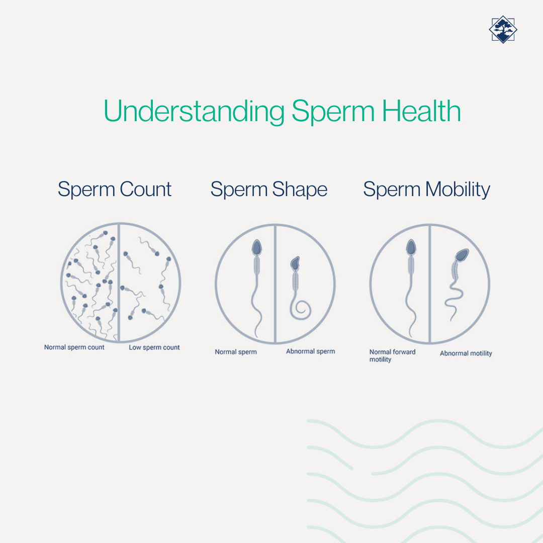 Male Fertility Understanding Sperm Health at Viera Fertility Clinic