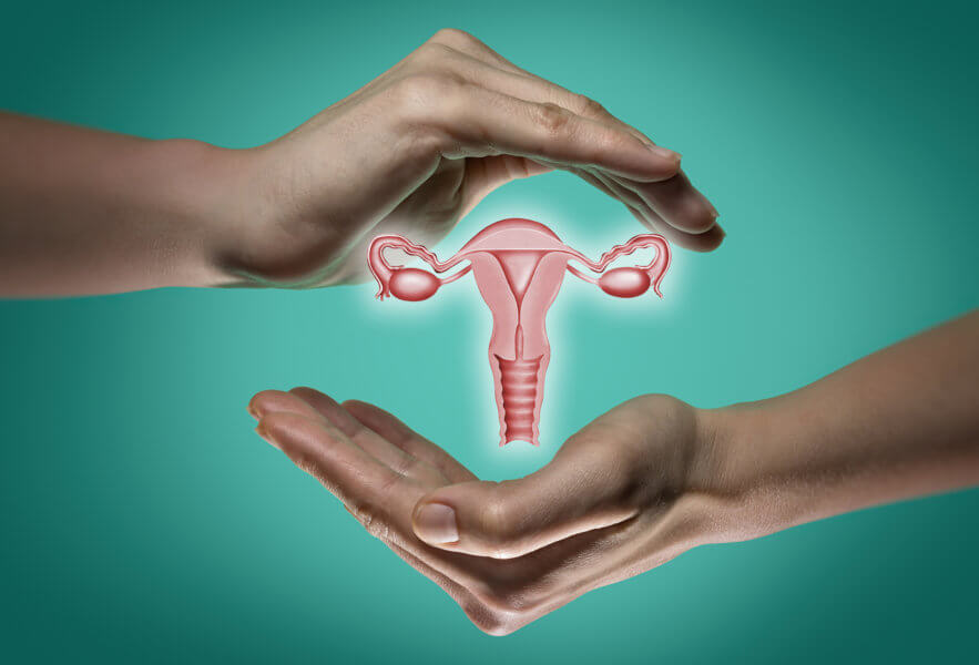A model of the reproductive system of women between two palms on blue and green background. The concept of a healthy female reproductive system.
