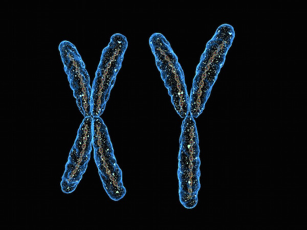 Sex chromosomes: Why the Y genes matter