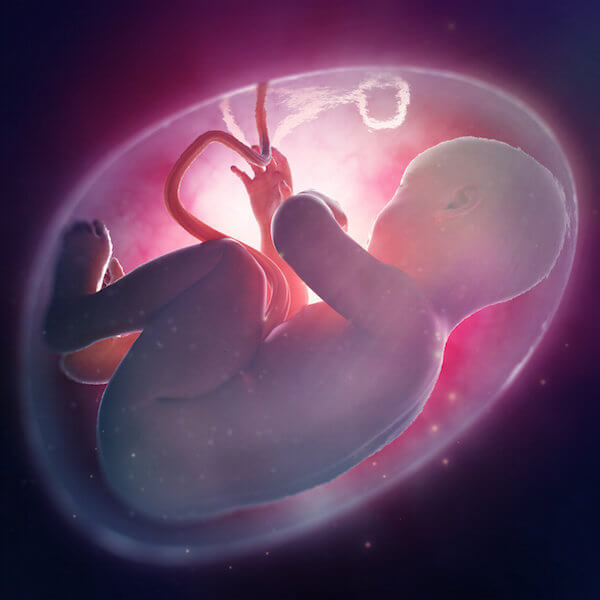 Human fetus inside the womb