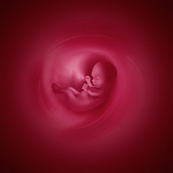 Medical abstract background with embryo