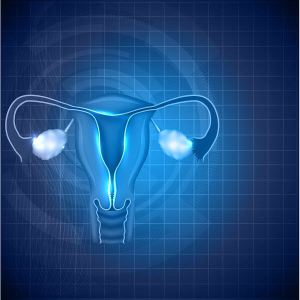 Female reproductive system background. Normal female uterus and ovaries illustration.