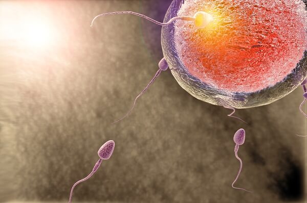 The Anatomy and Function of Sperm