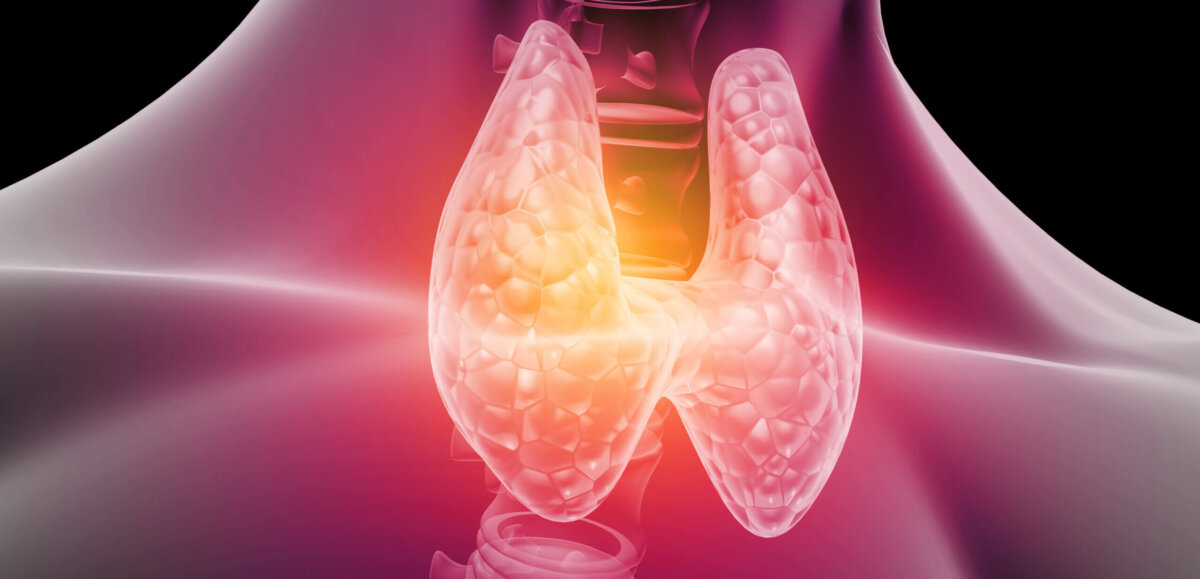 Human thyroid anatomy. 3d illustration